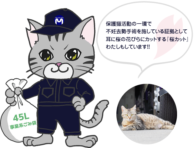 みけにゃんは、保護猫活動の一環で不妊去勢手術を施している証拠である「桜カット」。